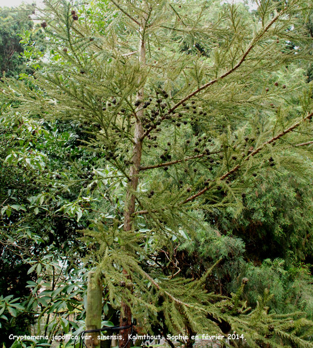 Cryptomeria japonica var. sinensis