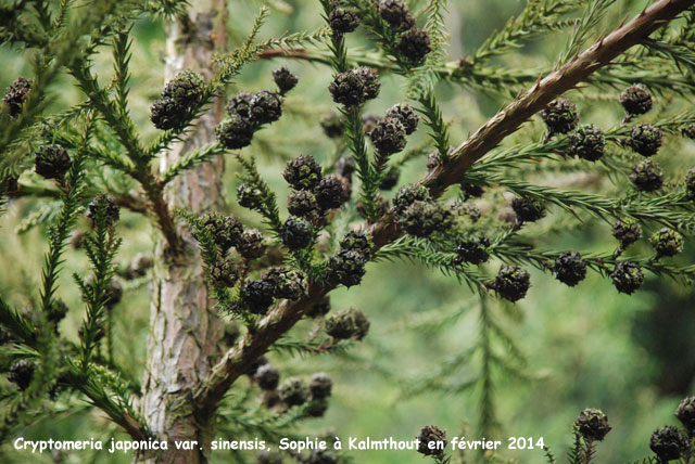 Cryptomeria japonica var. sinensis