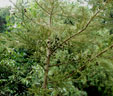 Cryptomeria  japonica var. sinensis