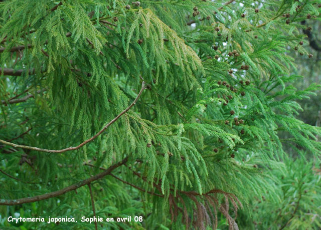 Cryptomeria japonica