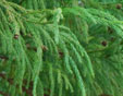 Cryptomeria japonica