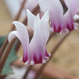 Cyclamen africanum