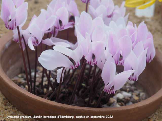 Cyclamen graecum