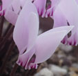 Cyclamen graecum