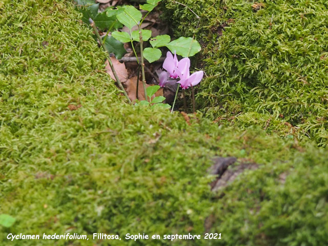 Cyclamen hederifolium