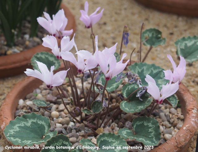 Cyclamen mirabile