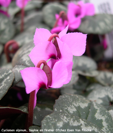 Cyclamen alpinum