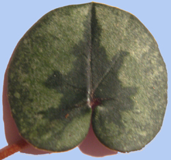 Cyclamen alpinum