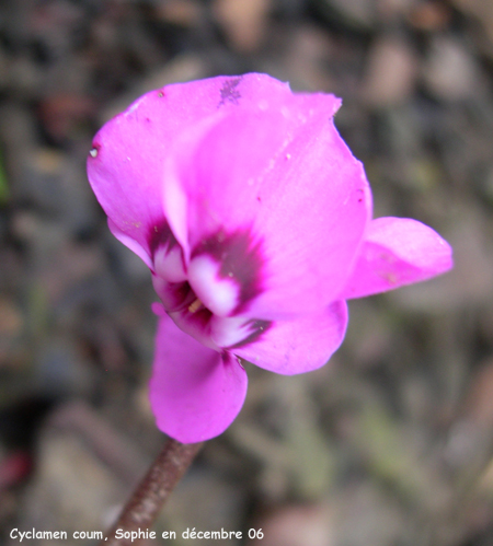 cyclamen coum