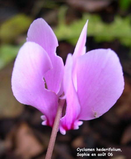 Cyclamen hederifolium