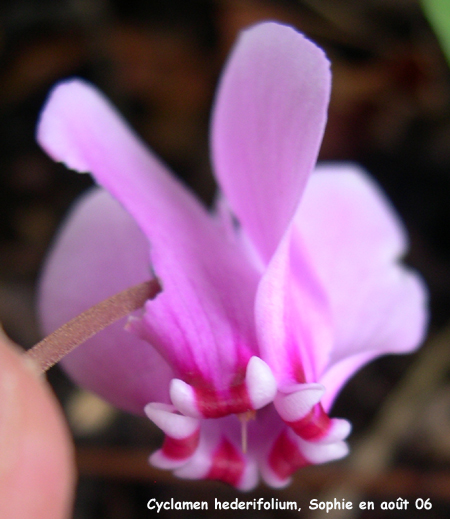 Cyclamen hederifolium