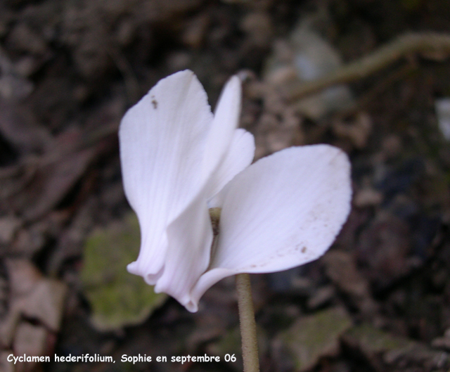 Cyclamen hederifolium