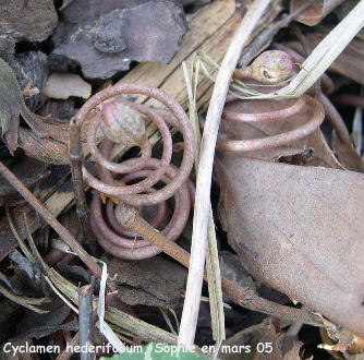 Cyclamen hederifolium