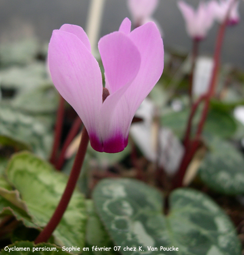 Cyclamen persicum