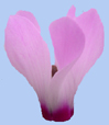 Cyclamen persicum