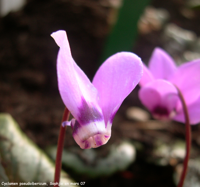 Cyclamen pseudoibericum