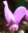 Cyclamen pseudoibericum