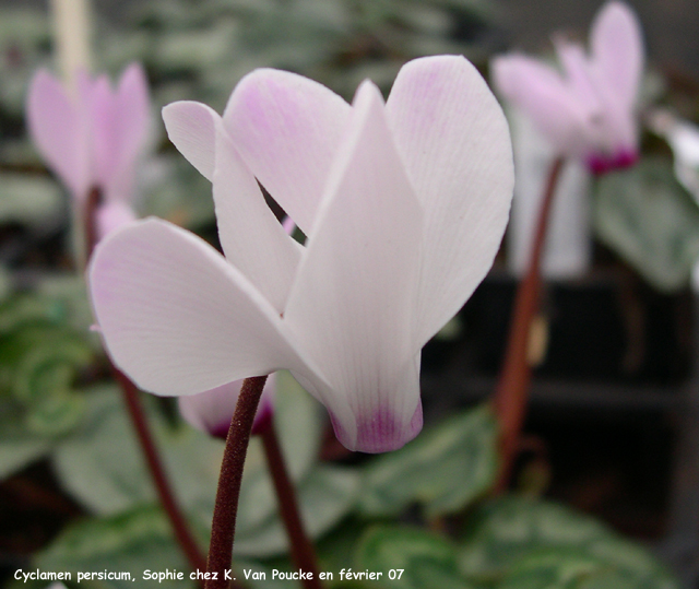 Cyclamen persicum