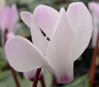 Cyclamen persicum