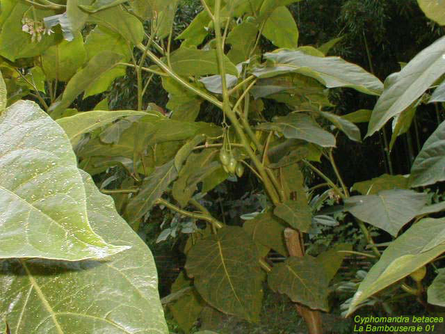 Cyphomandra betacea