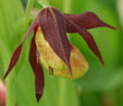 Cypripedium parviflorum var.