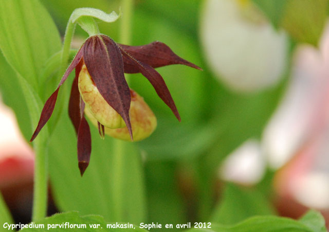 Cypripedium parviflorum var. makasin