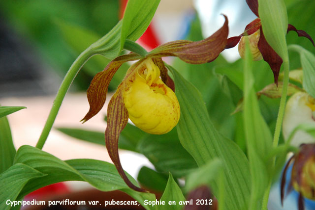 Cypripedium parviflora var. pubescens