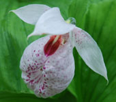 Cypripedium formosanum