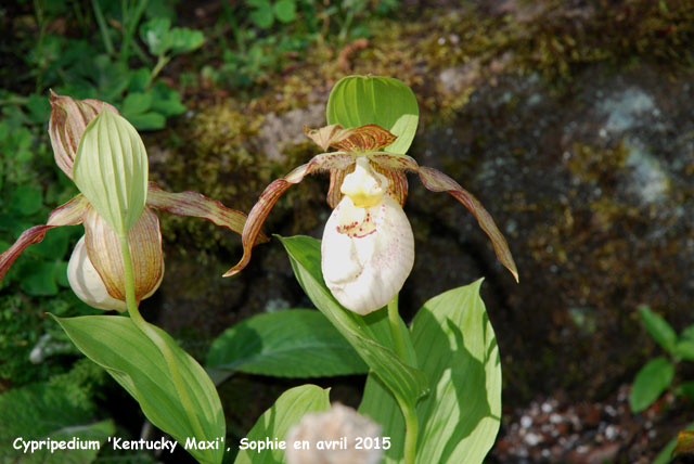 Cypripedium 'Kentucky Maxi'