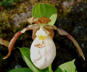 Cypripedium 'Kentucky Maxi'