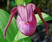 Cypripedium 'Kentucky Pink'