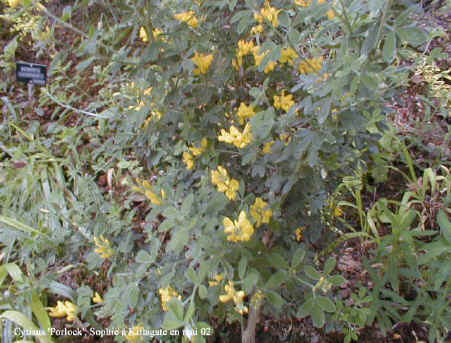 Cytisus 'Porlock'