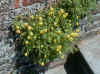 corydalis lutea