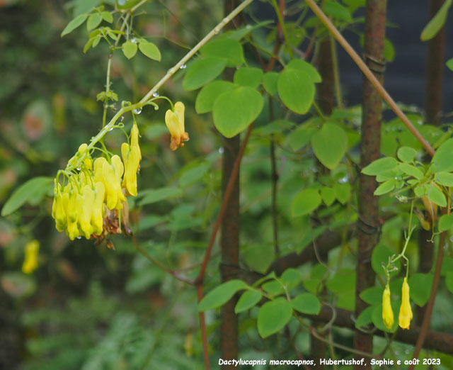 Dactylicapnos macrocapnos