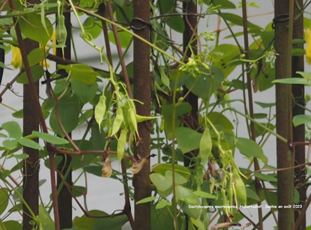 Dactylicapnos macrocapnos