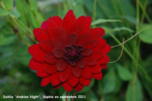 Dahlia 'Arabian Night'