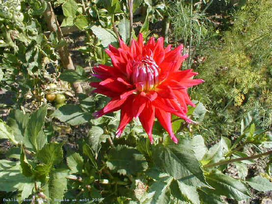 Dahlia 'Bora Bora'