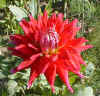 Dahlia 'Bora Bora'