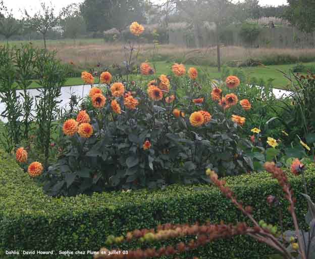 Dahlia 'David Howard'