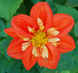 Dahlia 'Alstergruss'