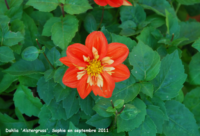 Dahlia 'Alstergruss'