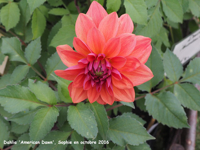 Dahlia 'American Dawn'