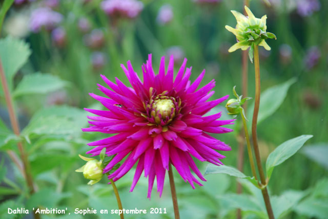 Dahlia 'Ambition'