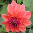 Dahlia 'American Dawn'