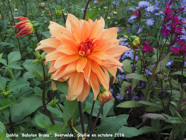 Dahlia 'Babylon Brons'