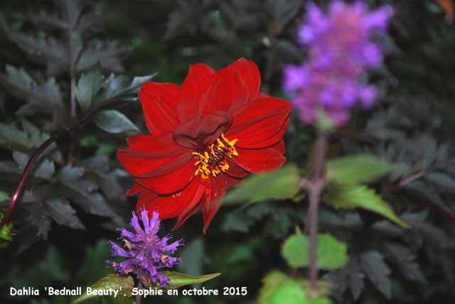 Dahlia 'Bednall Beauty'