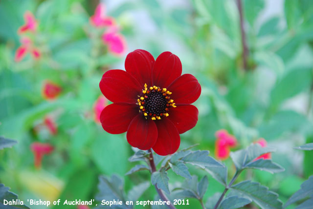 Dahlia 'Bishop