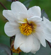 Dahlia 'Bishop of Dover'