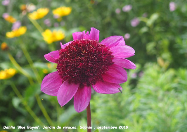 Dahlia 'Blue Bayou'