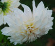 Dahlia 'Café au Lait'